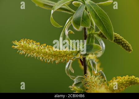 I catkins maschi emergenti del salice di Crack, Salix fragilis, all'inizio della primavera. Foto Stock