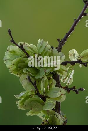 Sviluppare frutti di Elm inglese, Ulmus procera, in primavera. Foto Stock