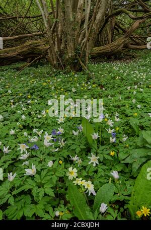 Fiori primaverili in boschi di nocciole coppiced; principalmente anemoni di legno, primrosi e Bluebells. Dorset. Foto Stock