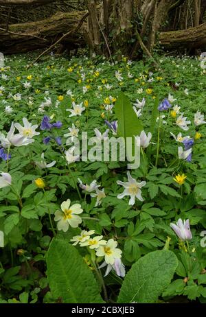 Fiori primaverili in boschi di nocciole coppiced; principalmente anemoni di legno, primrosi e Bluebells. Dorset. Foto Stock