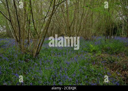 Bluebells a Hazel coppide in primavera ad Ashley Wood, East Dorset. Riserva naturale DWT. Foto Stock