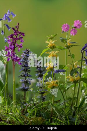 Fiori primaverili nella radura di boschi ricchi di specie, tra cui Bugle, Orchidea viola precoce, Bluebells, Arcangelo giallo e Campion Rosso. Dorset. Foto Stock