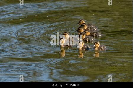 Mallard, Anas platyrhynchos, anatroccoli, appena schiusa in primavera sul fiume Stour. Foto Stock