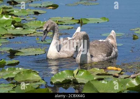 Mute Swan e giovani in paludi in estate Foto Stock