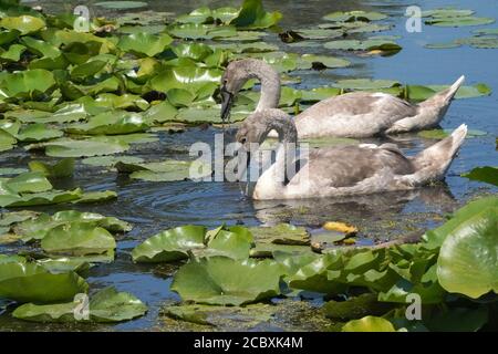 Mute Swan e giovani in paludi in estate Foto Stock