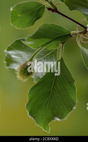 Sviluppo di frutta (albero) di Faggio, Fagus sylvatica, in primavera. Foto Stock