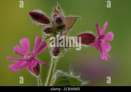 Fiori maschi di campion Rosso, Silene dioica in primavera. Foto Stock