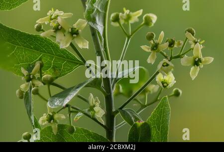 Fuso comune, Euonymus europaeus, in fiore in primavera. Foto Stock