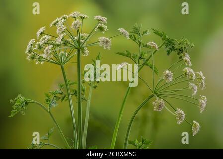 Hemlock Water Dropwort, Oenanthe croccata in fiore sul fiume, Dorset. Foto Stock