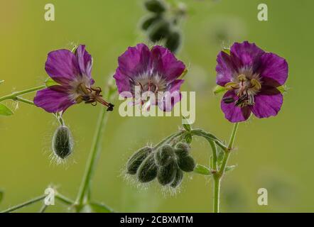 Becco di gru, Geranium Phaeum, in fiore. Foto Stock