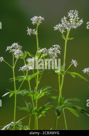 Woodruff dolce, Galium odoratum, in fiore in bosco primaverile. Foto Stock