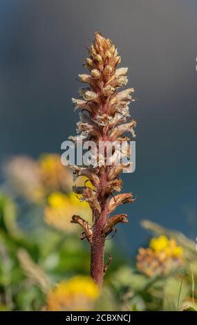 Ivy Broomcolza, orobanche hederae parassita su edera. Berry Head, Devon. Foto Stock