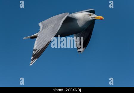 Gabbiano di aringa, Larus argentatus, in volo sulla costa del Devon. Foto Stock