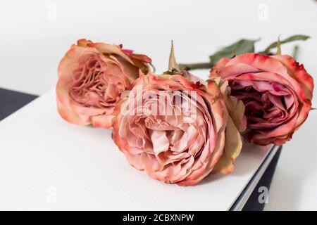 La rosa rossa si trova su un notebook inglese aperto sul sfondo bianco Foto Stock