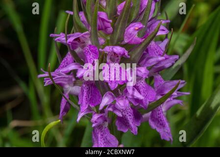 Orchidea di palude meridionale, Dactylorhiza praetermissa, in fiore in prateria umida, Dorset. Foto Stock