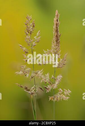 Yorkshire-nebbia, Holcus lanatus, in fiore sul lato della strada. Foto Stock