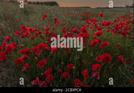 Campo pieno di papaveri comuni, Papaver rhoeas, in mattina presto, Dorset. Foto Stock