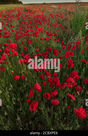 Campo pieno di papaveri comuni, Papaver rhoeas, in mattina presto, Dorset. Foto Stock