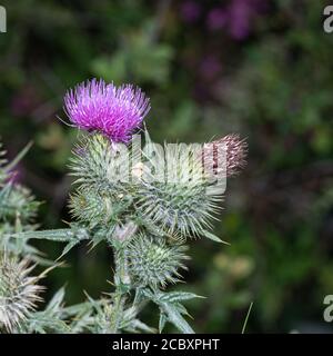 Il fiore di Thistle di lancia (Cirsium vulgare), il fiore nazionale della Scozia. Foto Stock