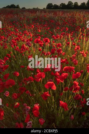 Campo pieno di papaveri comuni, Papaver rhoeas, in mattina presto, Dorset. Foto Stock