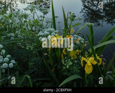 Hemlock Water Dropwort e Yellow Iris che crescono presso il fiume Stour, Dorset. Foto Stock