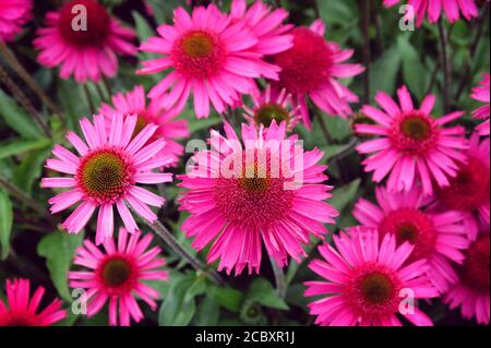 Rosa Echinacea 'Delicious Candy' fiore di mais in fiore durante il mesi estivi Foto Stock