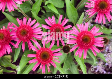 Rosa Echinacea 'Delicious Candy' fiore di mais in fiore durante il mesi estivi Foto Stock