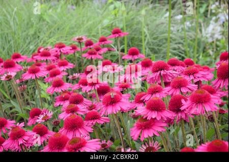 Rosa Echinacea 'Delicious Candy' fiore di mais in fiore durante il mesi estivi Foto Stock