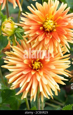 Rosso e pesca giallo-arancio Dahlia 'Cactus Hybrids Mixed' fiori doppi, comunemente chiamati Cactus Dahlia, della famiglia Asteraceae Foto Stock