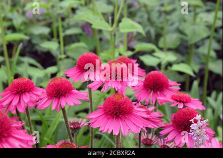 Rosa Echinacea 'Delicious Candy' fiore di mais in fiore durante il mesi estivi Foto Stock