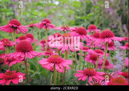 Rosa Echinacea 'Delicious Candy' fiore di mais in fiore durante il mesi estivi Foto Stock