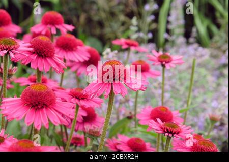 Rosa Echinacea 'Delicious Candy' fiore di mais in fiore durante il mesi estivi Foto Stock