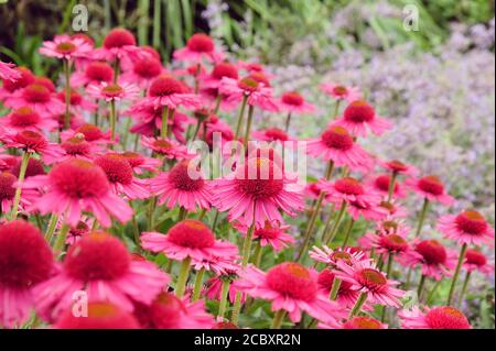 Rosa Echinacea 'Delicious Candy' fiore di mais in fiore durante il mesi estivi Foto Stock