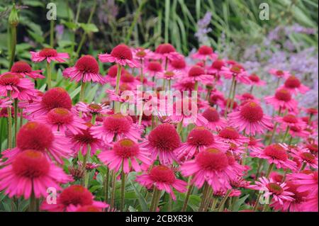 Rosa Echinacea 'Delicious Candy' fiore di mais in fiore durante il mesi estivi Foto Stock