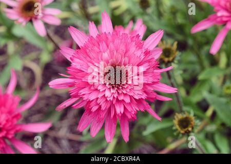 Rosa Echinacea purpurea 'Southern Belle' fiore in fiore nel mesi estivi Foto Stock