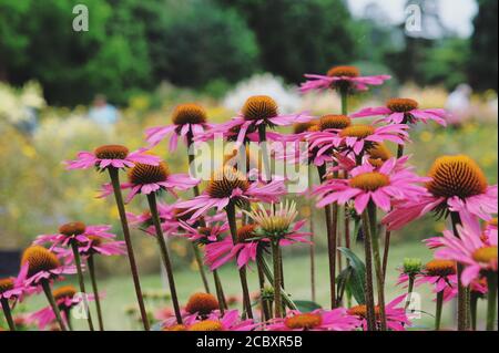 Echinacea purpurea 'Pink Shimmer' fiore in estate mesi Foto Stock