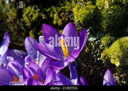 Il Crocus tommasinianus, il croco boscoso, il primo croco, o il croco di Tommasini, spesso chiamato tommie, fu chiamato dal botanico Tommasini. Foto Stock