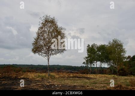 Un unico albero di betulla argentata (betula pendula) in piedi da solo su brughiera bruciata; (Chobham Common, Surrey, UK) Foto Stock