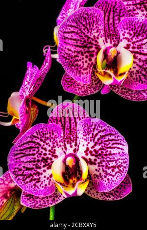 Primo piano Orchidee bianche viola Foto Stock