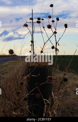 Erbacce che crescono nel Fence Row in Oklahoma Rurale Foto Stock