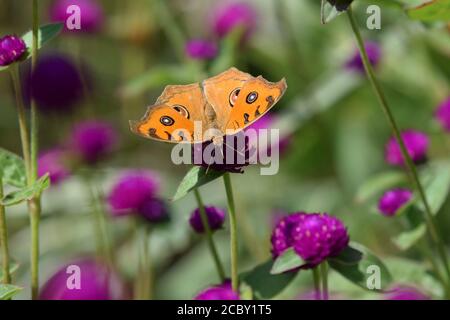 Bella Peacock pansy farfalla o Junmonia almana piena alata aperta primo piano ripresa fotografia. Ricca farfalla di colore giallo-arancio con eyespot c Foto Stock