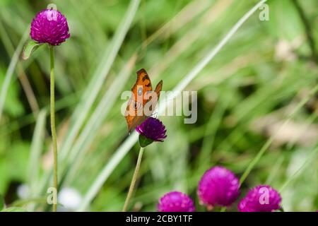 Peacock pansy farfalla raccolta nettare su fiore selvaggio bello viola fiori gomphrena o globo amaranto con sfondo verde chiaro sfocato in p Foto Stock