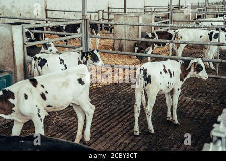 Mucche in fienile in fattoria casearia. Bestiame da allevamento industriale. Foto Stock