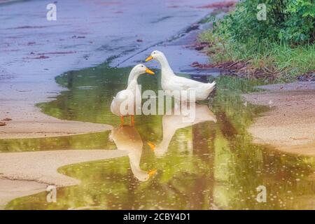 Due anatre bianche in piedi in una pozza d'acqua come si è gocciolato su di loro. Foto Stock