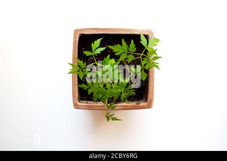 Giovane albero di prugne in vaso di argilla isolato su sfondo bianco da una vista ad alto angolo Foto Stock