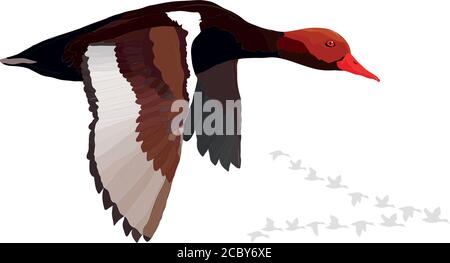 Anatra volante. Immagine vettoriale realistica. Sfondo bianco. Anatra comune: Red crested Pochard. Netta rufina. Illustrazione Vettoriale