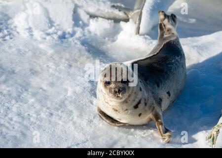 Un giovane sigillo di arpa, saddleback, si muove attraverso il ghiaccio congelato. Ha un cappotto abbronzato con una grande macchia scura sulla sua parte posteriore. Foto Stock