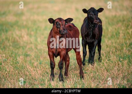 Mucche in campagna all'aperto. Vitello di bestiame in erba. Foto Stock