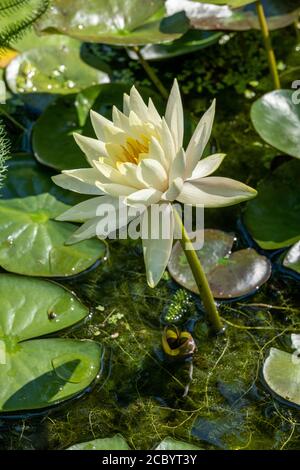 Un giglio d'acqua in un piccolo stagno Foto Stock