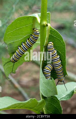 Caterpillars del monarca che digiunano su una pianta di mungitura Foto Stock